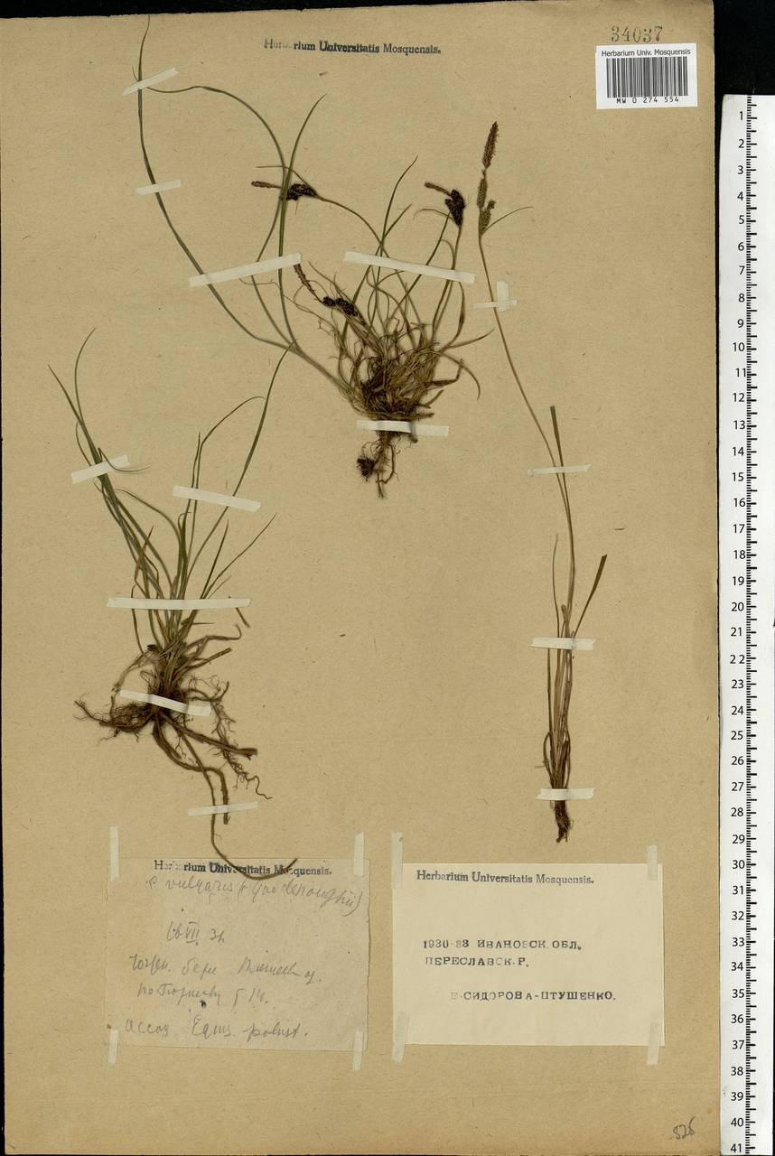 Carex nigra (L.) Reichard, Eastern Europe, Central forest region (E5) (Russia)