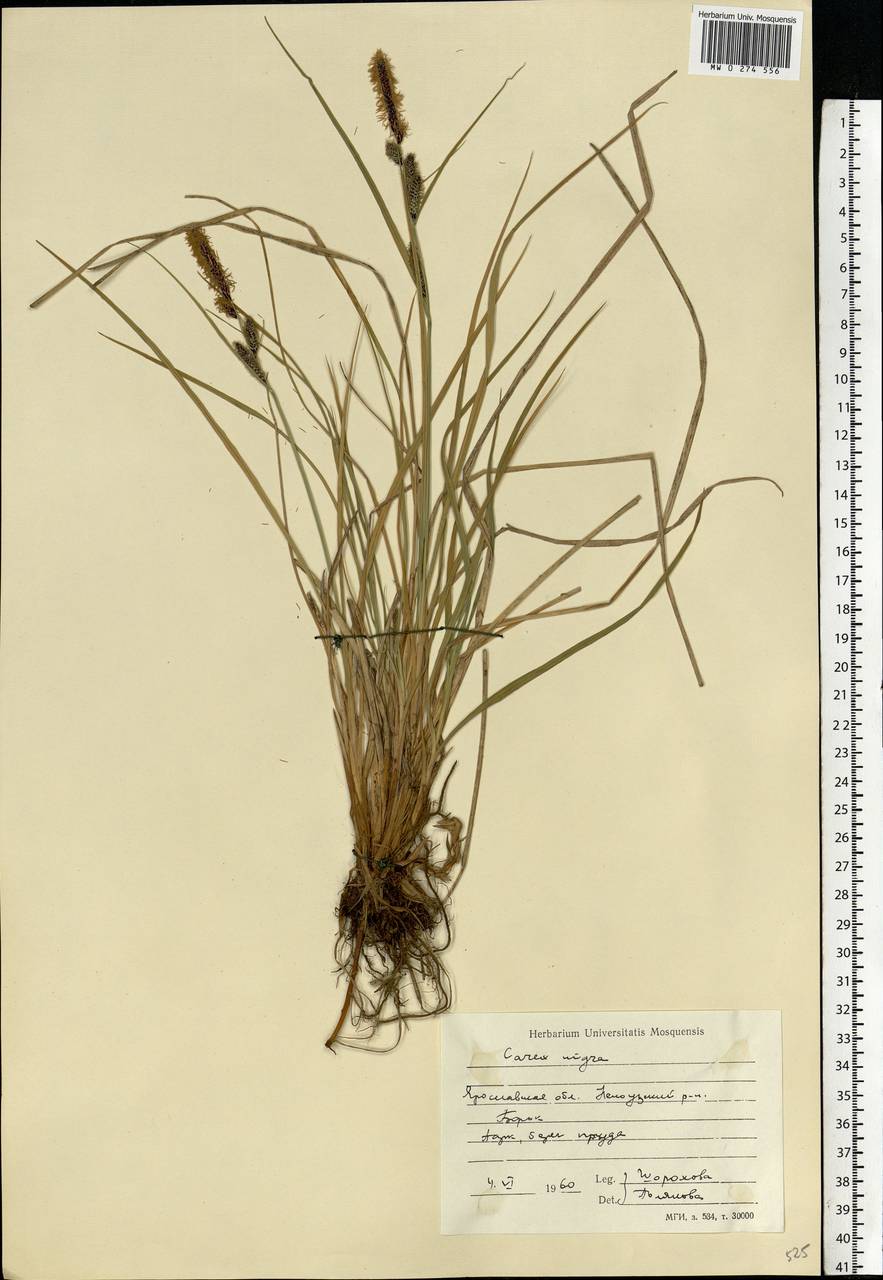 Carex nigra (L.) Reichard, Eastern Europe, Central forest region (E5) (Russia)