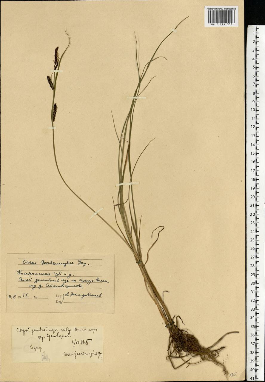 Carex nigra (L.) Reichard, Eastern Europe, Central forest region (E5) (Russia)