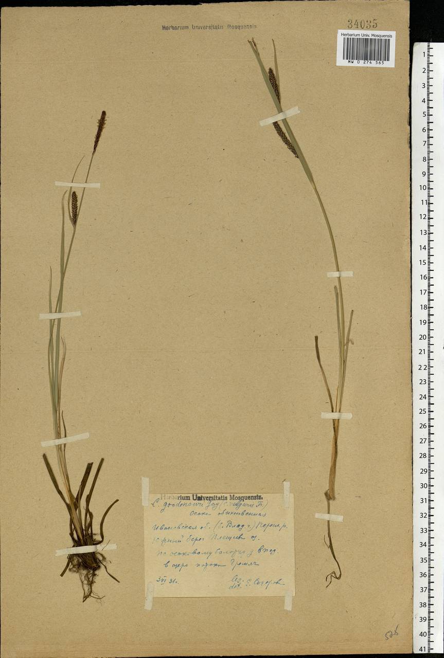 Carex nigra (L.) Reichard, Eastern Europe, Central forest region (E5) (Russia)