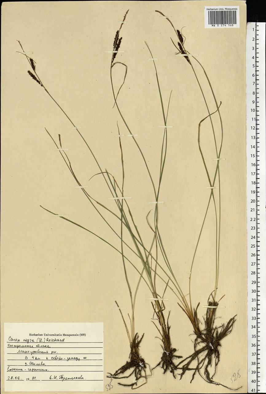 Carex nigra (L.) Reichard, Eastern Europe, Central forest region (E5) (Russia)