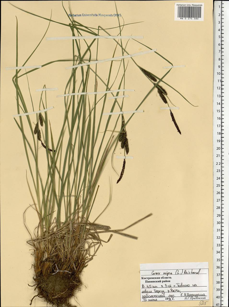 Carex nigra (L.) Reichard, Eastern Europe, Central forest region (E5) (Russia)