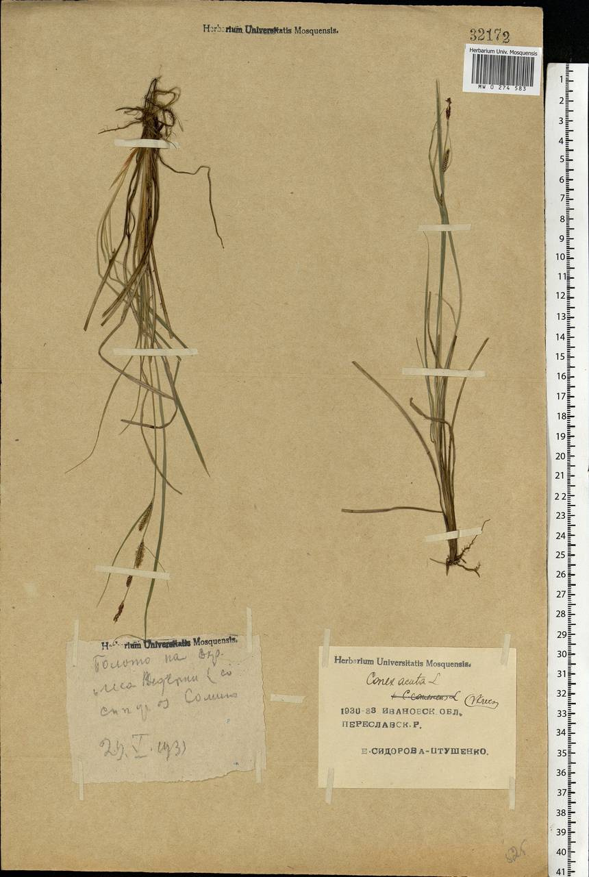 Carex nigra (L.) Reichard, Eastern Europe, Central forest region (E5) (Russia)