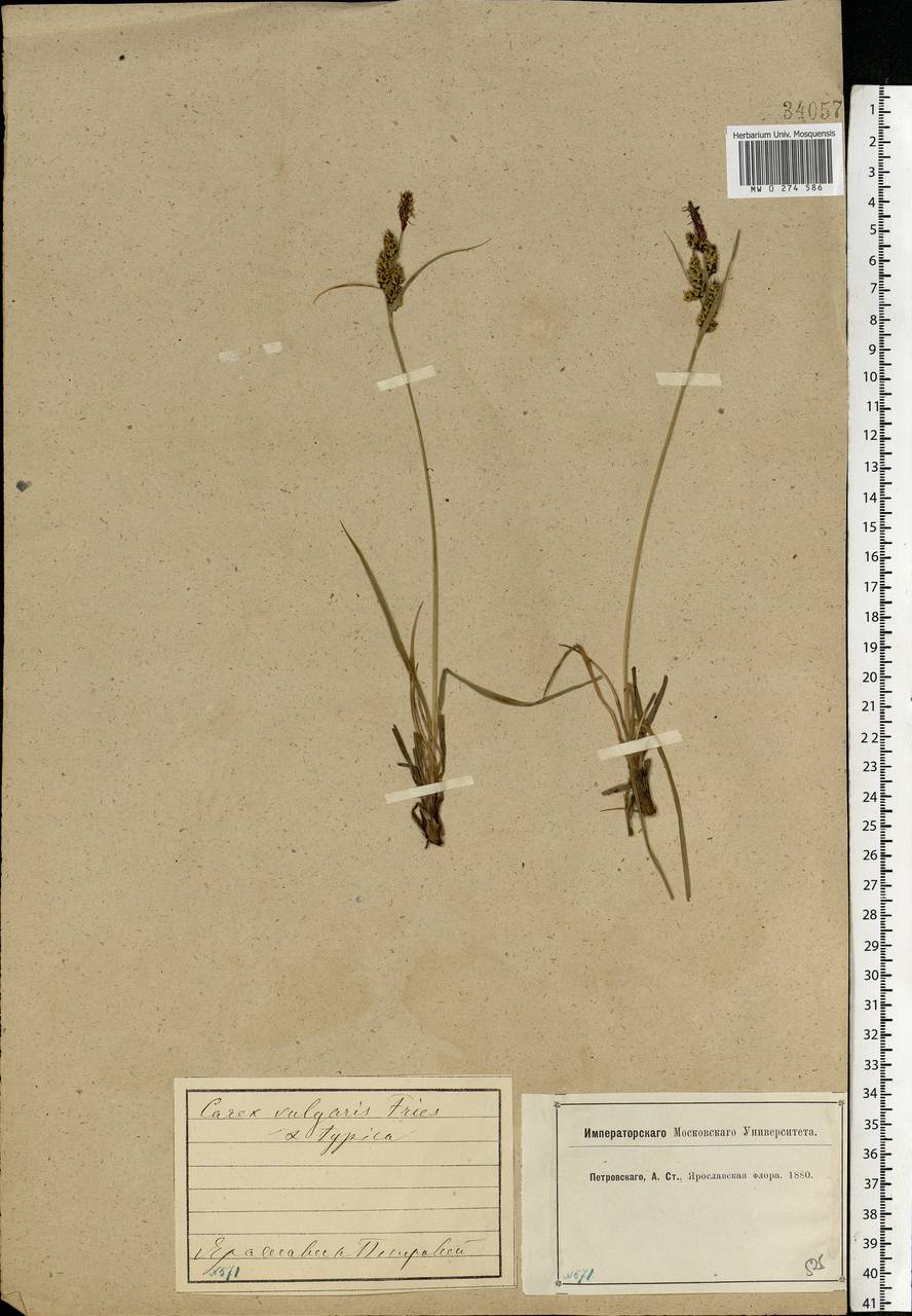 Carex nigra (L.) Reichard, Eastern Europe, Central forest region (E5) (Russia)