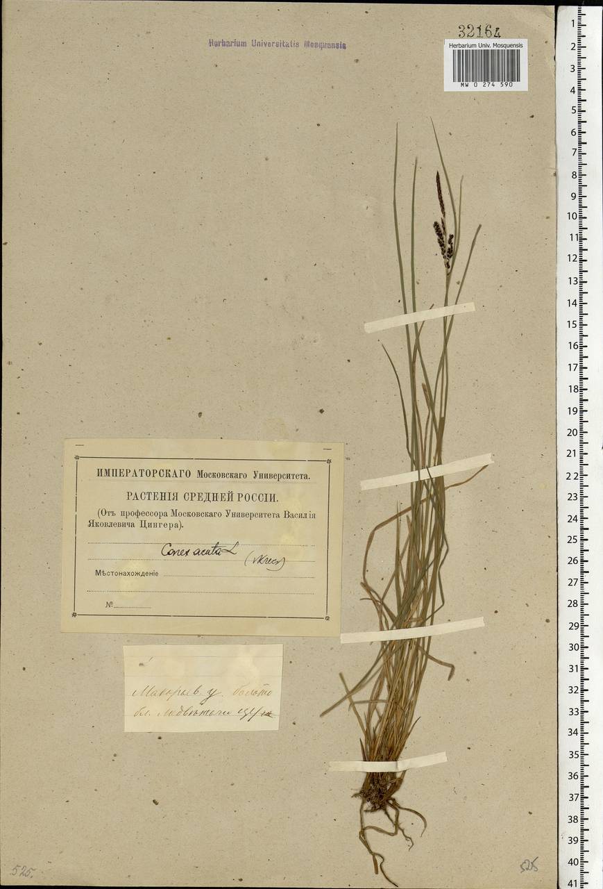 Carex nigra (L.) Reichard, Eastern Europe, Central forest region (E5) (Russia)