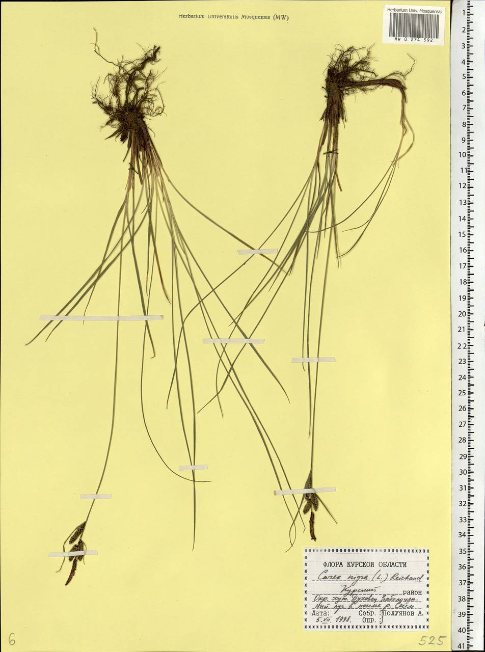 Carex nigra (L.) Reichard, Eastern Europe, Central forest-and-steppe region (E6) (Russia)