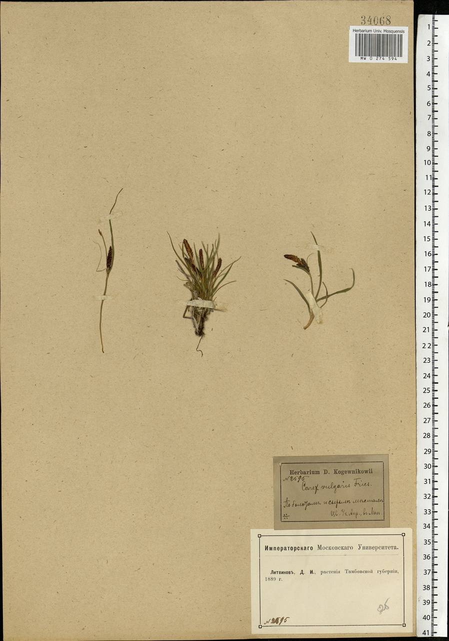 Carex nigra (L.) Reichard, Eastern Europe, Central forest-and-steppe region (E6) (Russia)