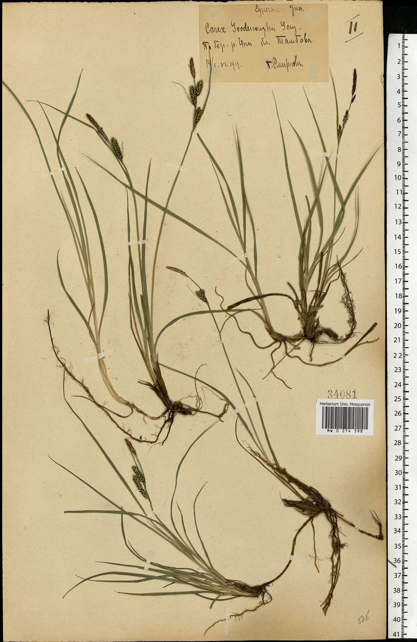 Carex nigra (L.) Reichard, Eastern Europe, Central forest-and-steppe region (E6) (Russia)