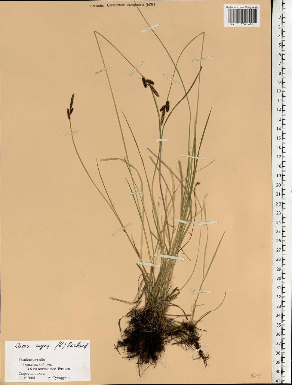 Carex nigra (L.) Reichard, Eastern Europe, Central forest-and-steppe region (E6) (Russia)