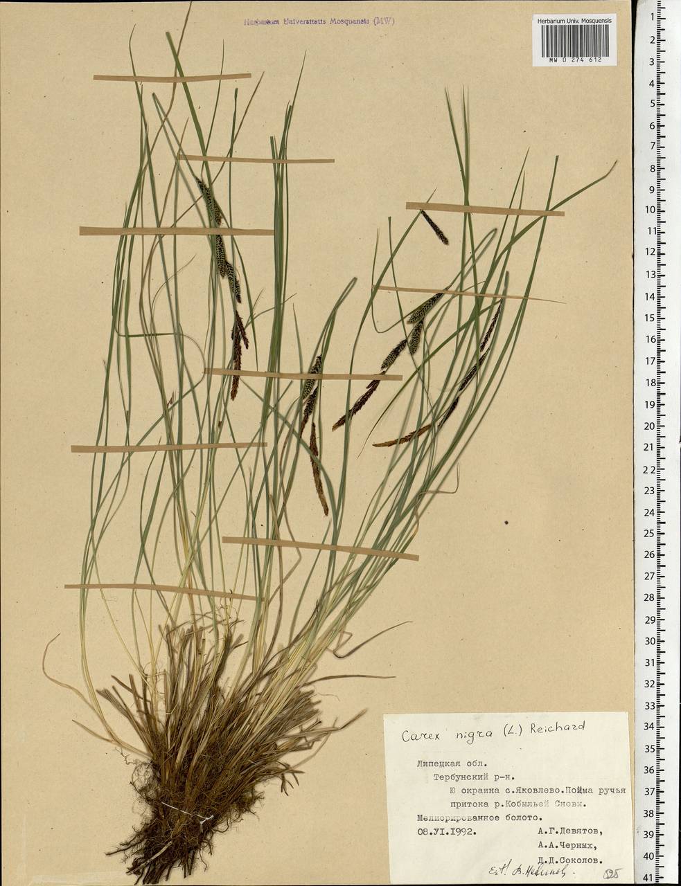 Carex nigra (L.) Reichard, Eastern Europe, Central forest-and-steppe region (E6) (Russia)