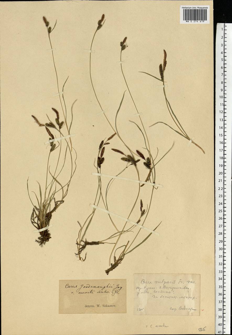 Carex nigra (L.) Reichard, Eastern Europe, Central forest-and-steppe region (E6) (Russia)