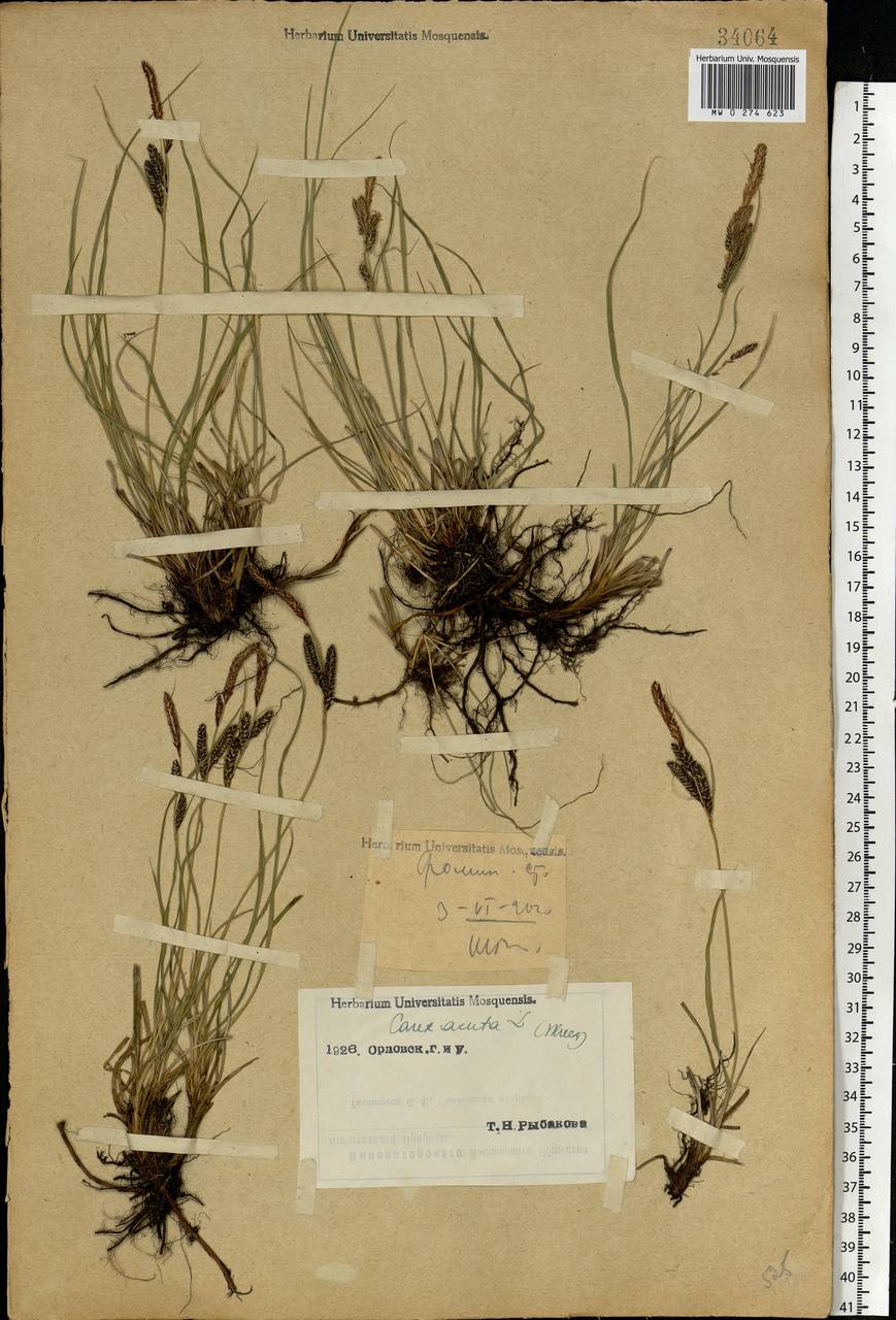 Carex nigra (L.) Reichard, Eastern Europe, Central forest-and-steppe region (E6) (Russia)