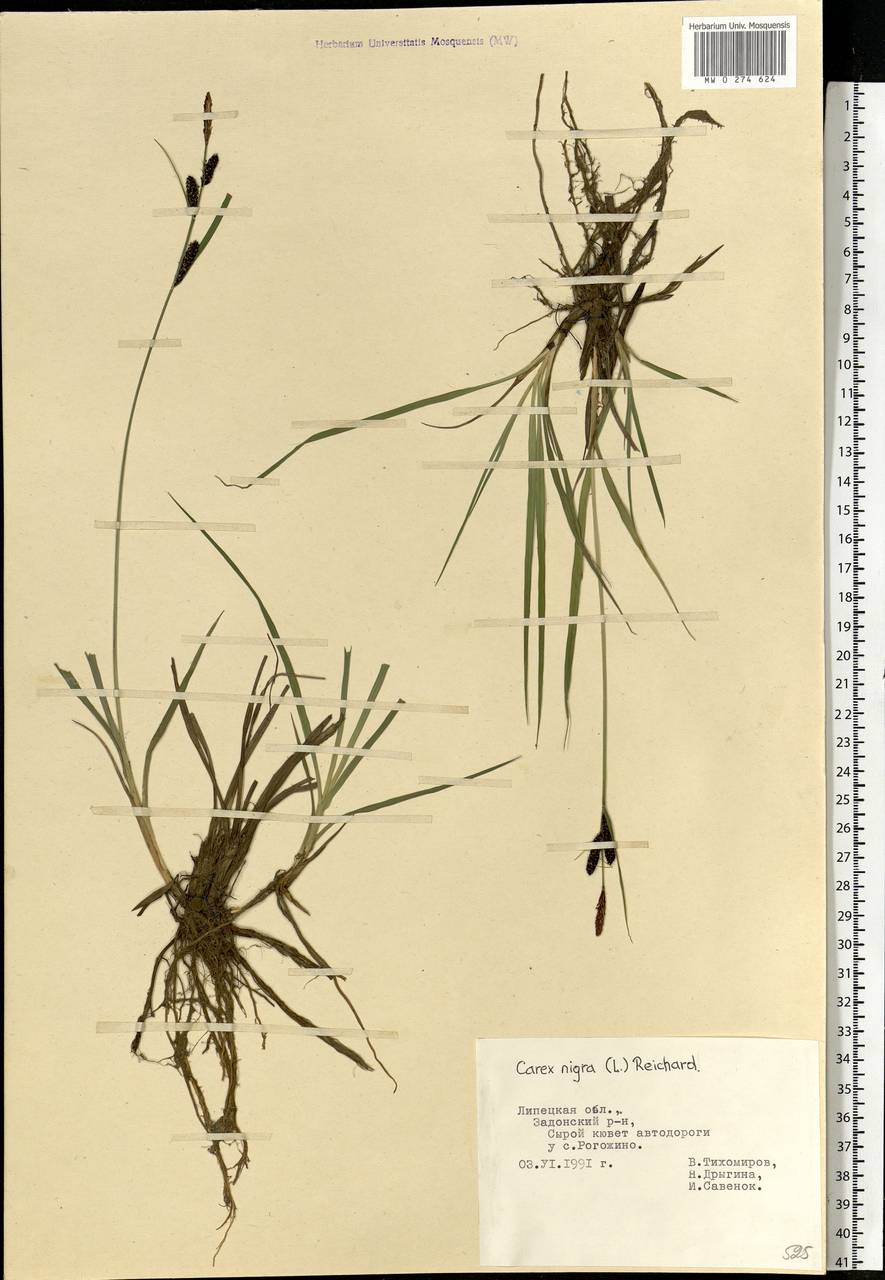 Carex nigra (L.) Reichard, Eastern Europe, Central forest-and-steppe region (E6) (Russia)