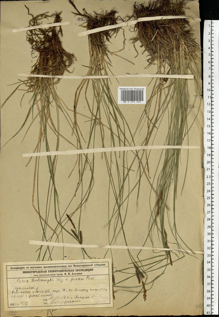 Carex nigra (L.) Reichard, Eastern Europe, Volga-Kama region (E7) (Russia)