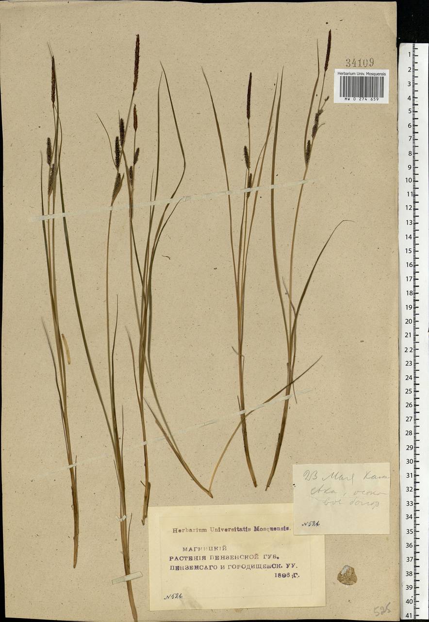 Carex nigra (L.) Reichard, Eastern Europe, Middle Volga region (E8) (Russia)