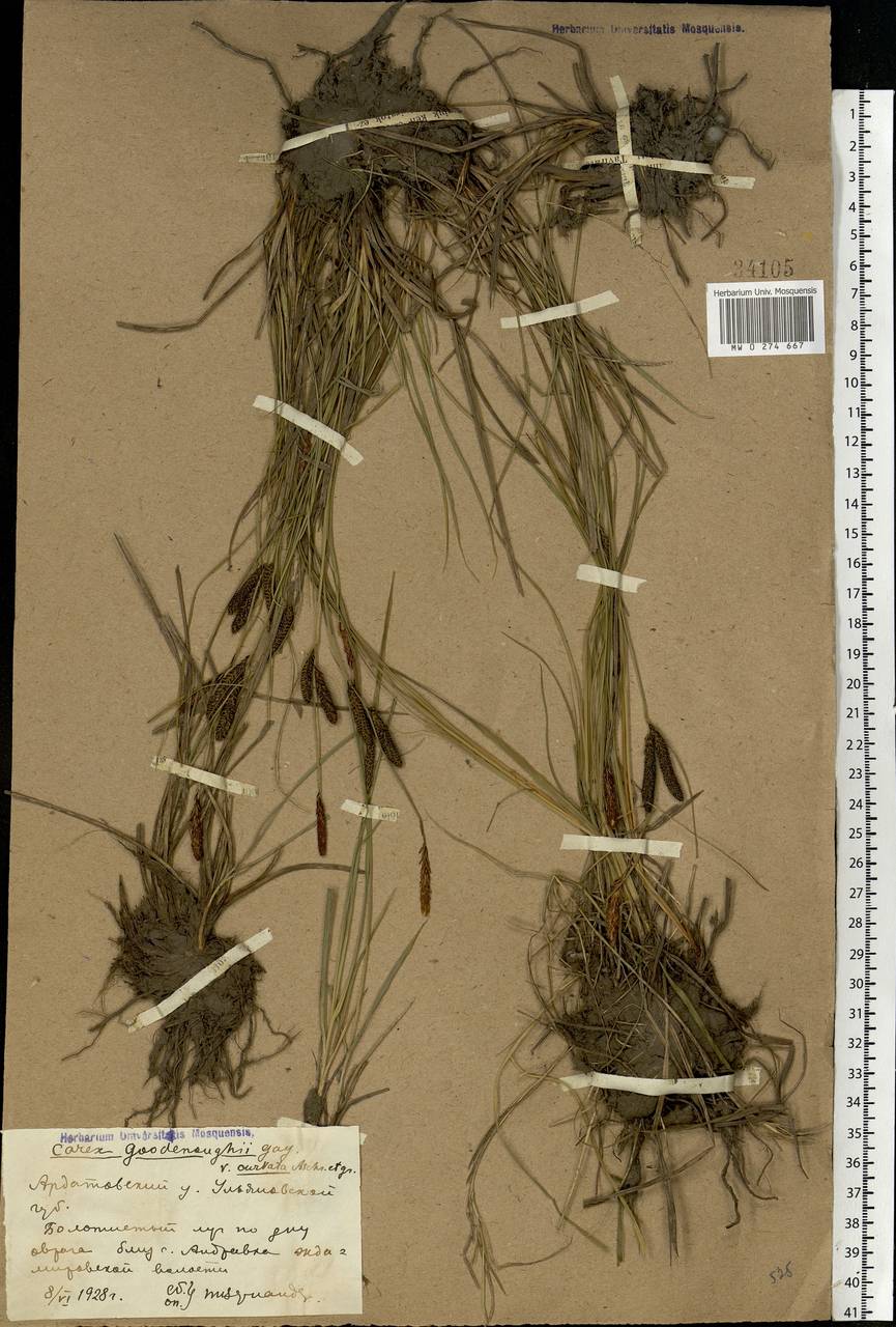 Carex nigra (L.) Reichard, Eastern Europe, Middle Volga region (E8) (Russia)