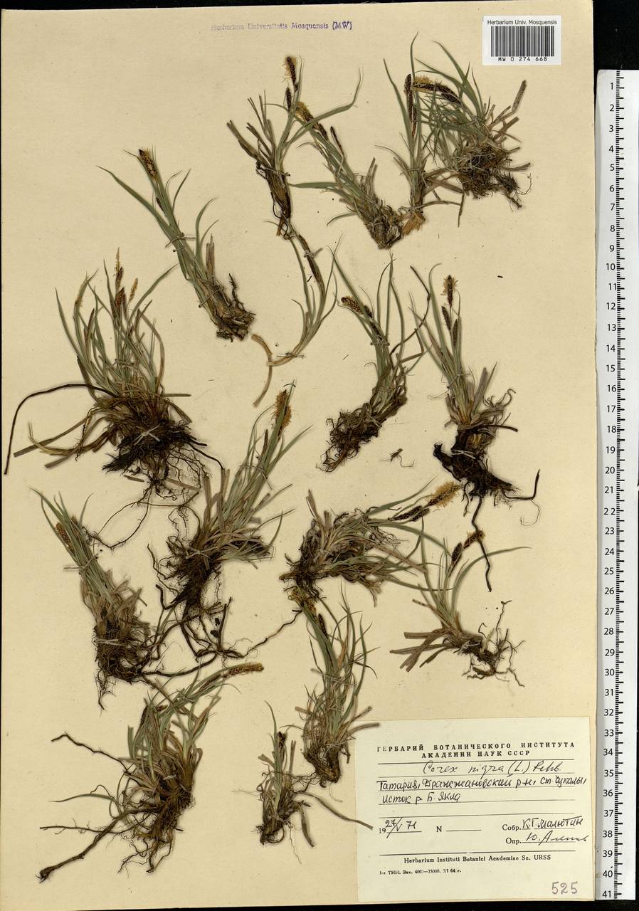 Carex nigra (L.) Reichard, Eastern Europe, Middle Volga region (E8) (Russia)