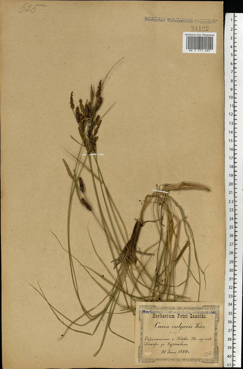 Carex nigra (L.) Reichard, Eastern Europe, North Ukrainian region (E11) (Ukraine)