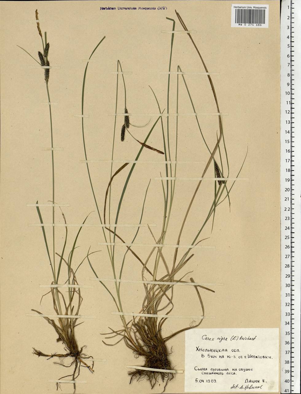 Carex nigra (L.) Reichard, Eastern Europe, South Ukrainian region (E12) (Ukraine)