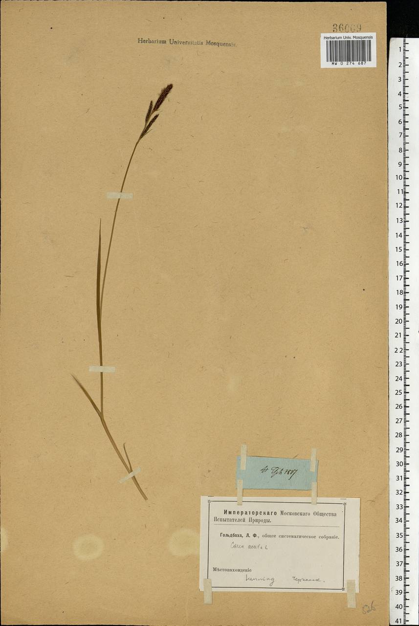 Carex nigra (L.) Reichard, Eastern Europe, Rostov Oblast (E12a) (Russia)