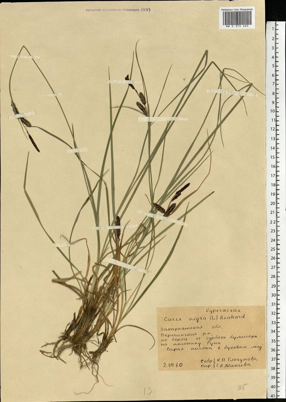 Carex nigra (L.) Reichard, Eastern Europe, West Ukrainian region (E13) (Ukraine)