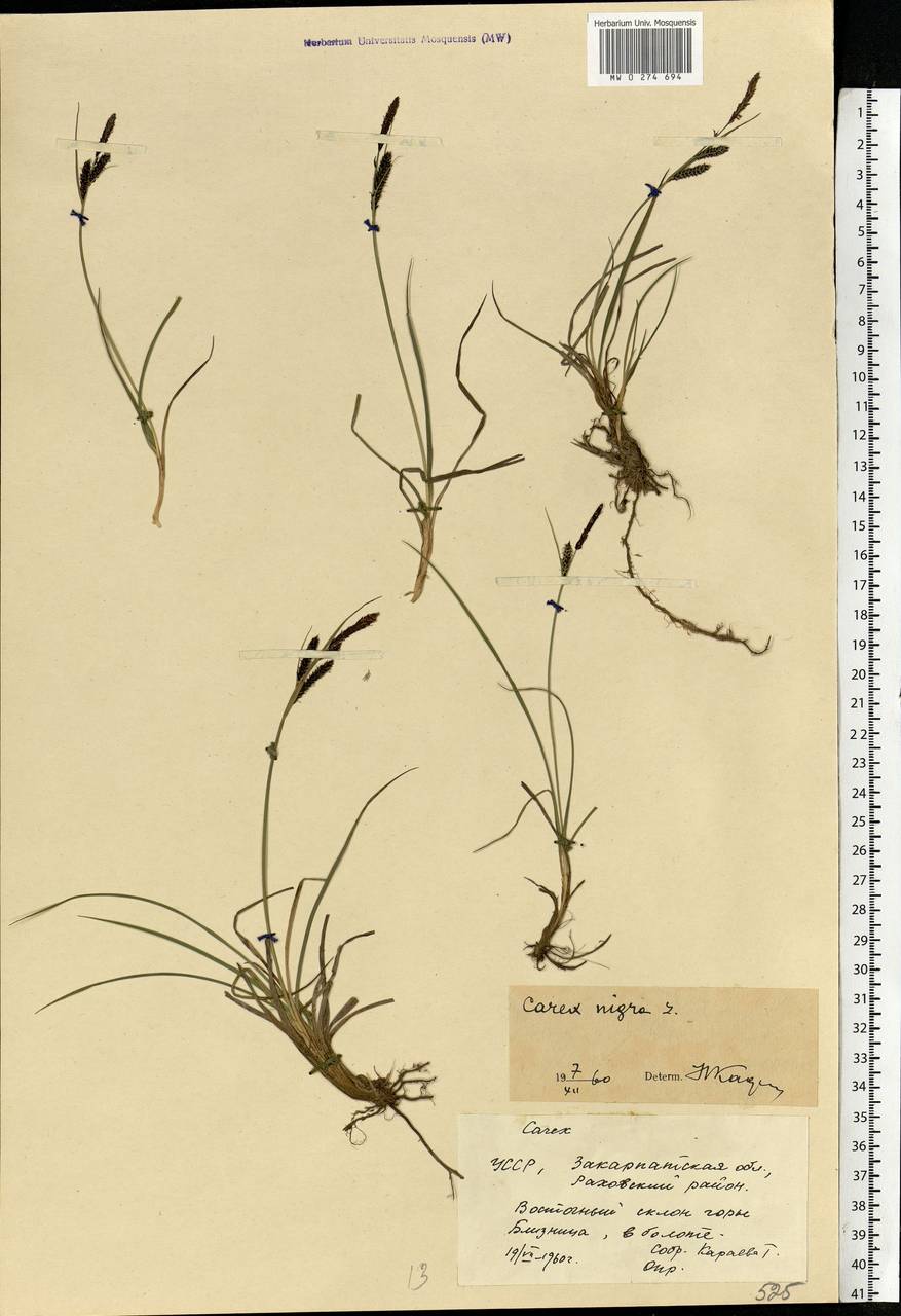 Carex nigra (L.) Reichard, Eastern Europe, West Ukrainian region (E13) (Ukraine)