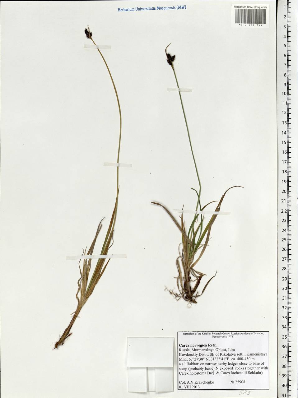 Carex norvegica Retz. , nom. cons., Eastern Europe, Northern region (E1) (Russia)