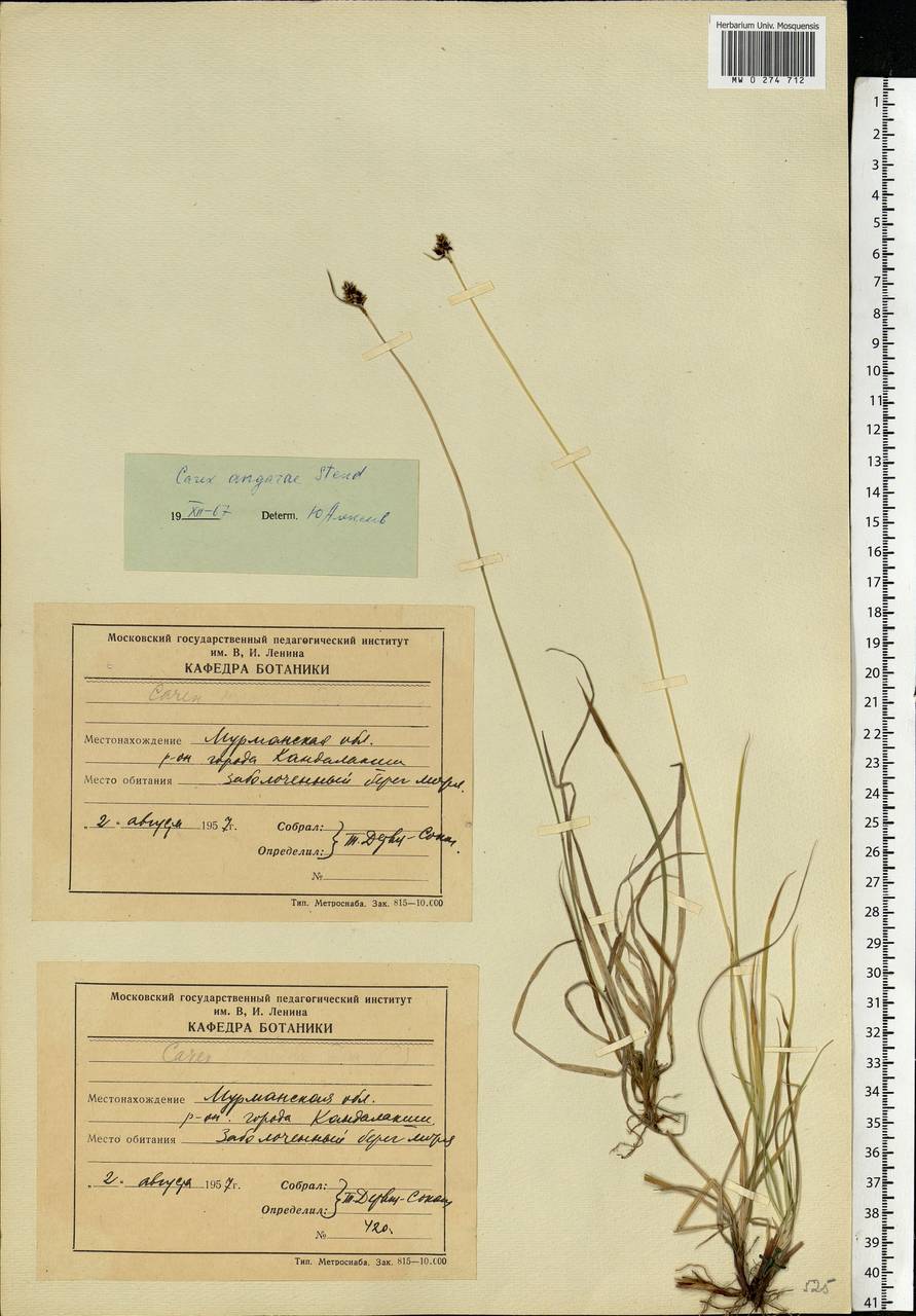 Carex norvegica Retz. , nom. cons., Eastern Europe, Northern region (E1) (Russia)