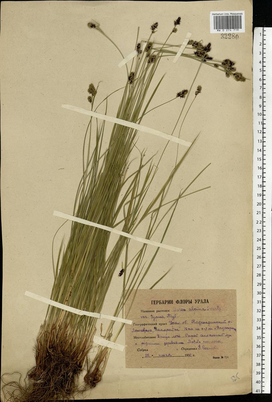 Carex norvegica Retz. , nom. cons., Eastern Europe, Eastern region (E10) (Russia)