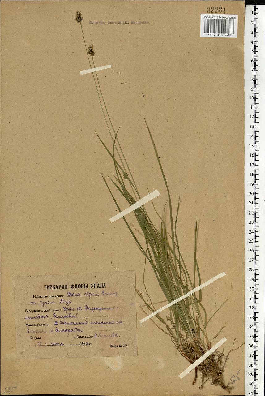 Carex norvegica Retz. , nom. cons., Eastern Europe, Eastern region (E10) (Russia)