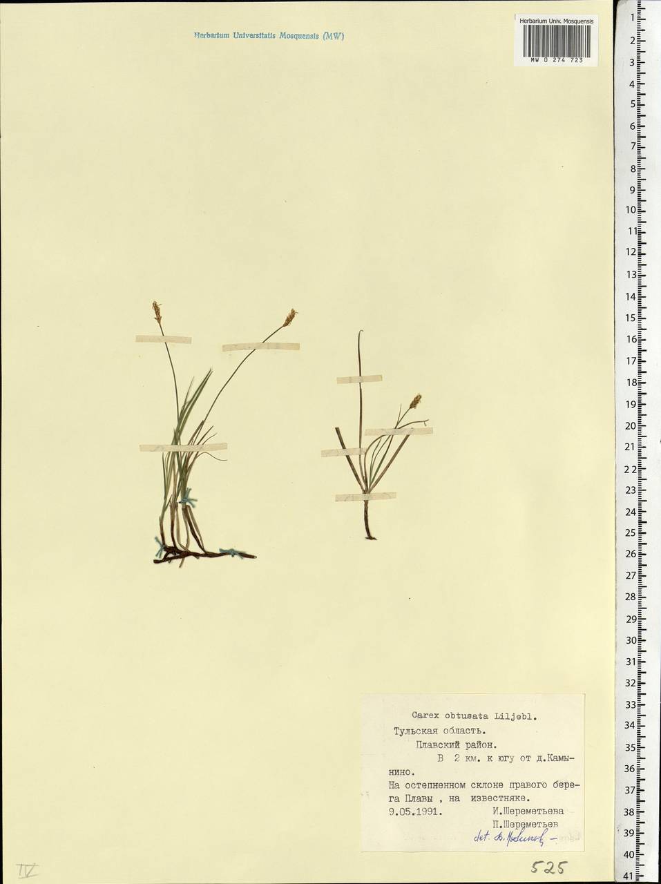 Carex obtusata Lilj., Eastern Europe, Central region (E4) (Russia)
