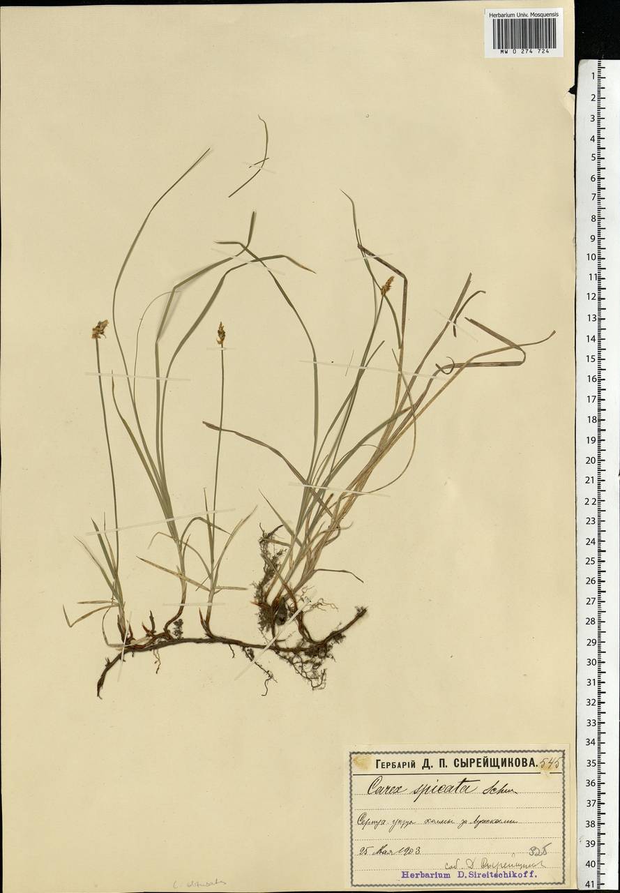 Carex obtusata Lilj., Eastern Europe, Moscow region (E4a) (Russia)