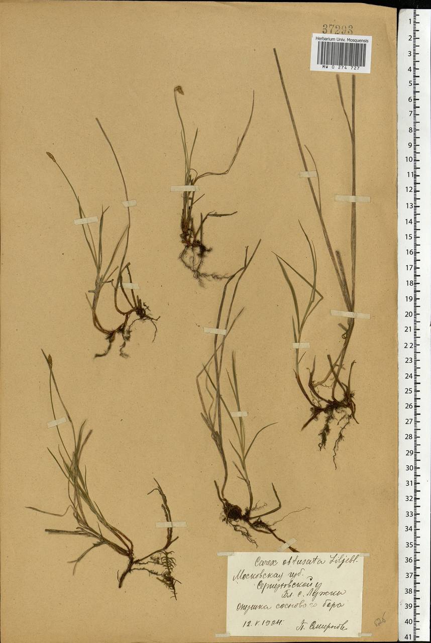 Carex obtusata Lilj., Eastern Europe, Moscow region (E4a) (Russia)