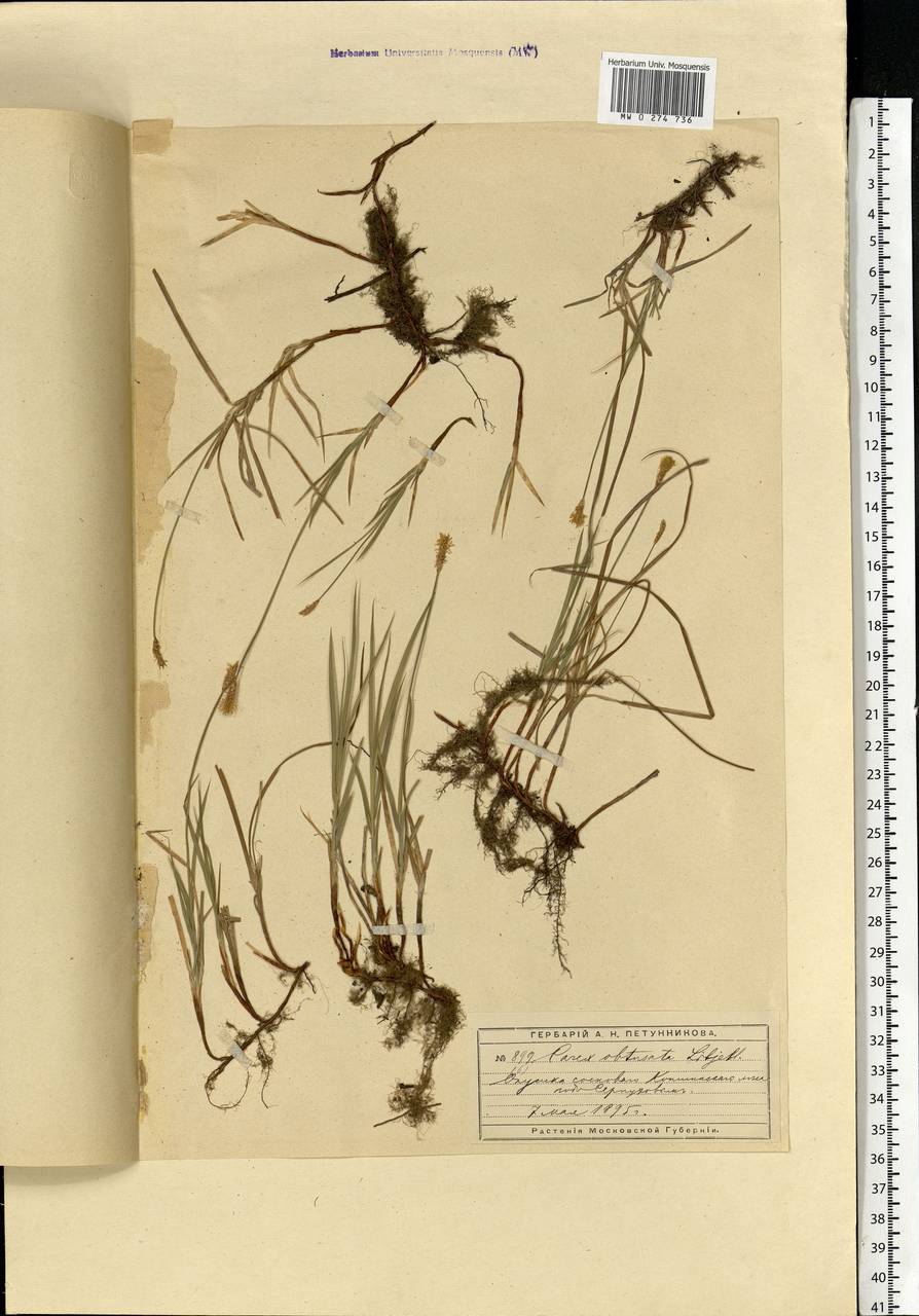 Carex obtusata Lilj., Eastern Europe, Moscow region (E4a) (Russia)