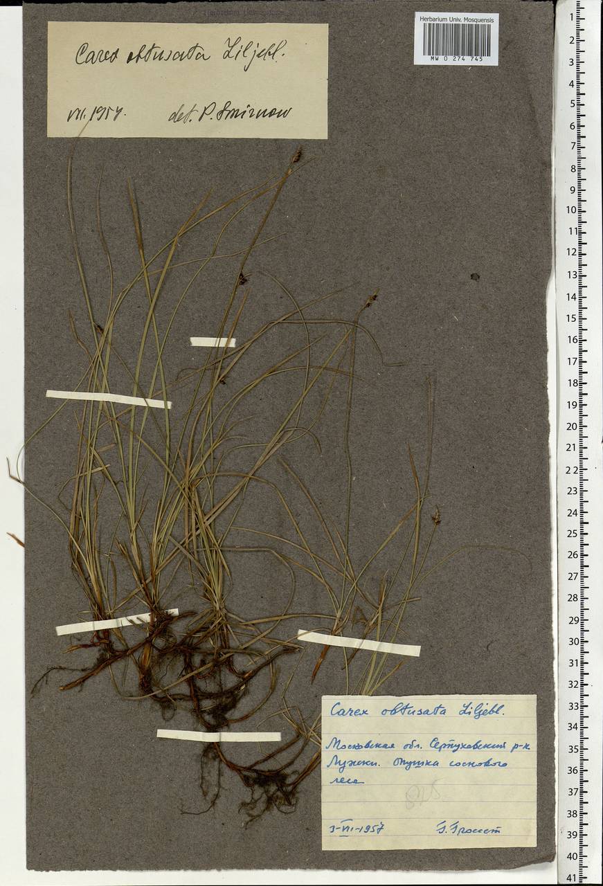 Carex obtusata Lilj., Eastern Europe, Moscow region (E4a) (Russia)
