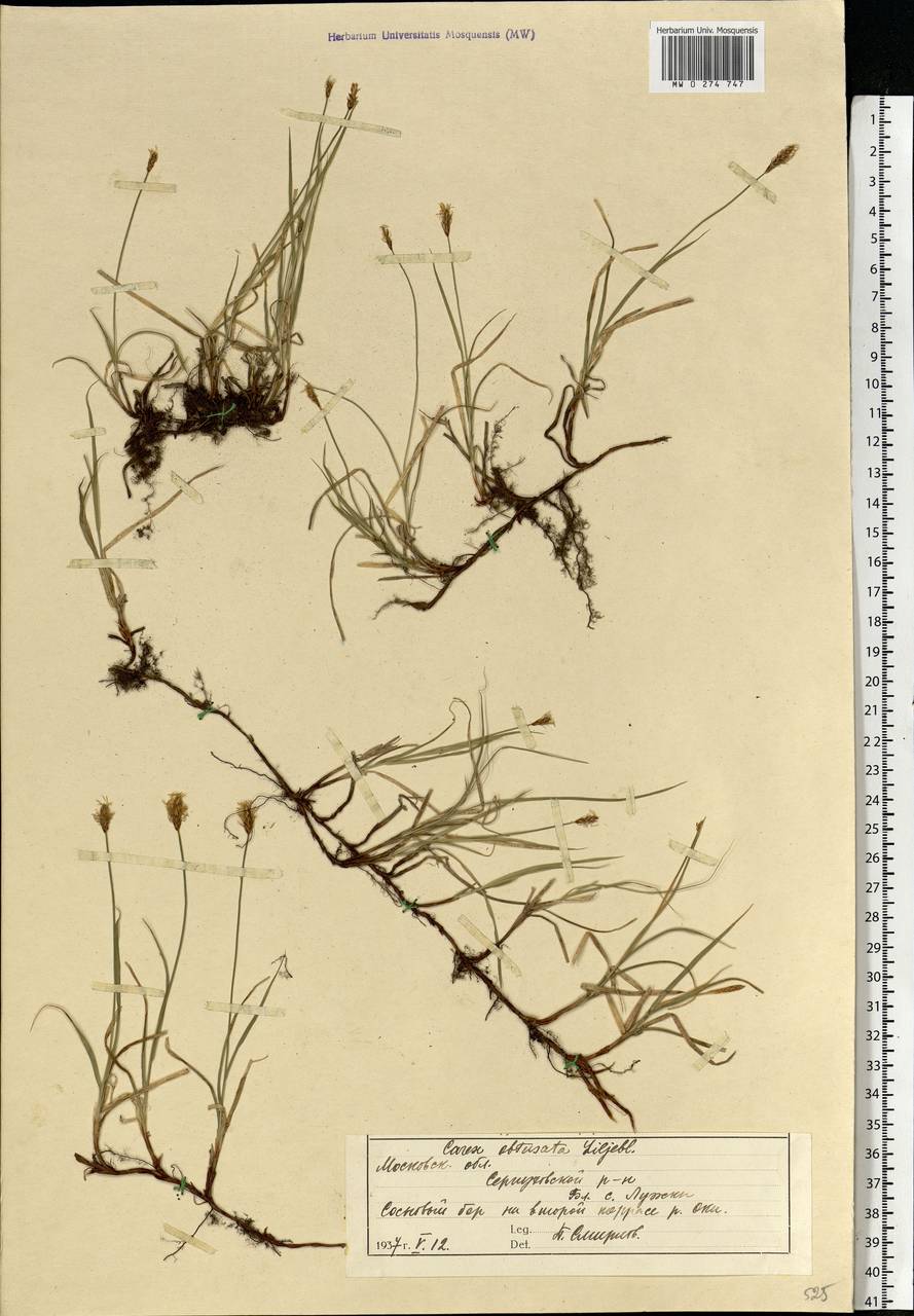 Carex obtusata Lilj., Eastern Europe, Moscow region (E4a) (Russia)
