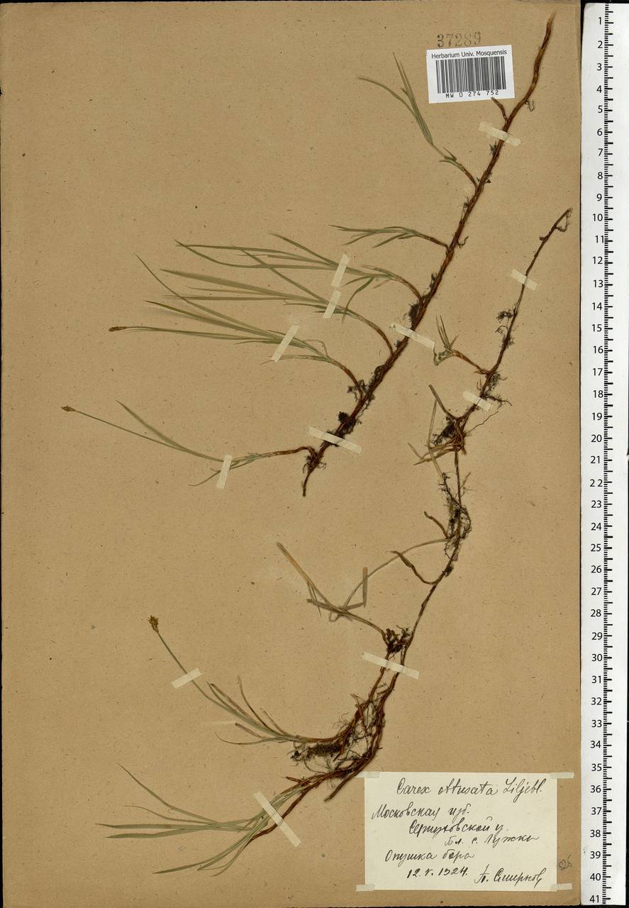 Carex obtusata Lilj., Eastern Europe, Moscow region (E4a) (Russia)