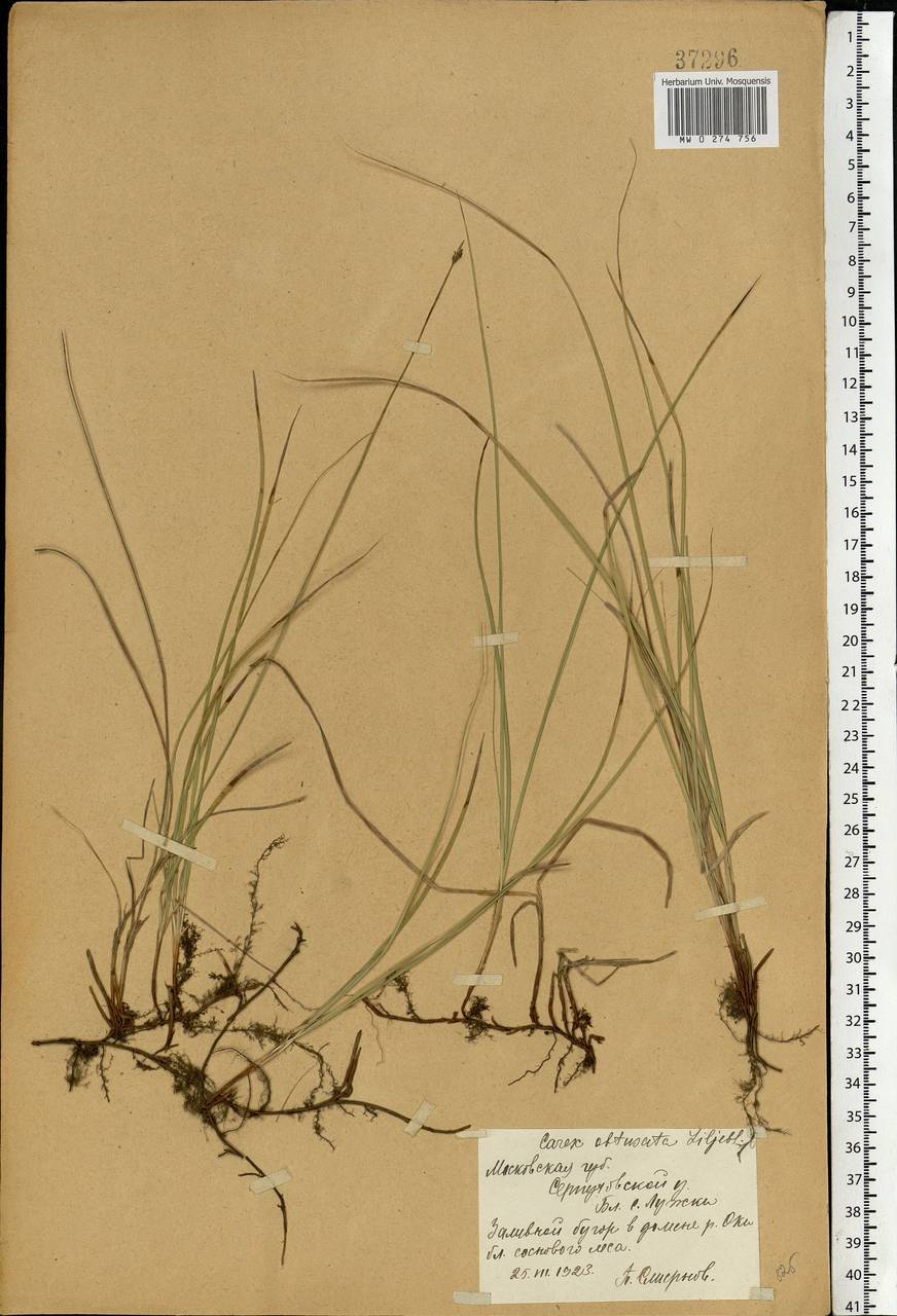 Carex obtusata Lilj., Eastern Europe, Moscow region (E4a) (Russia)