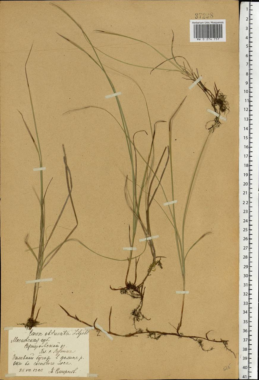 Carex obtusata Lilj., Eastern Europe, Moscow region (E4a) (Russia)