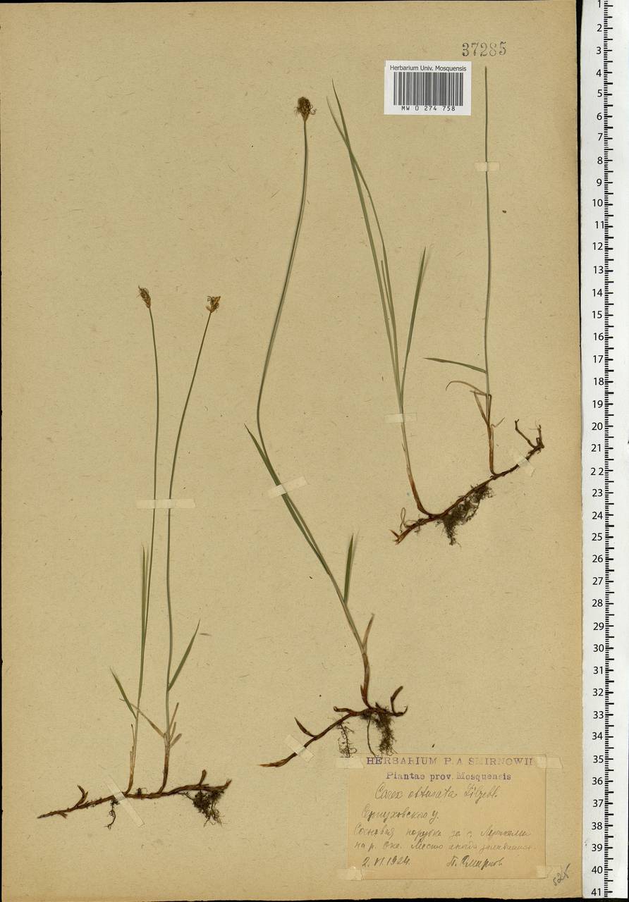 Carex obtusata Lilj., Eastern Europe, Moscow region (E4a) (Russia)