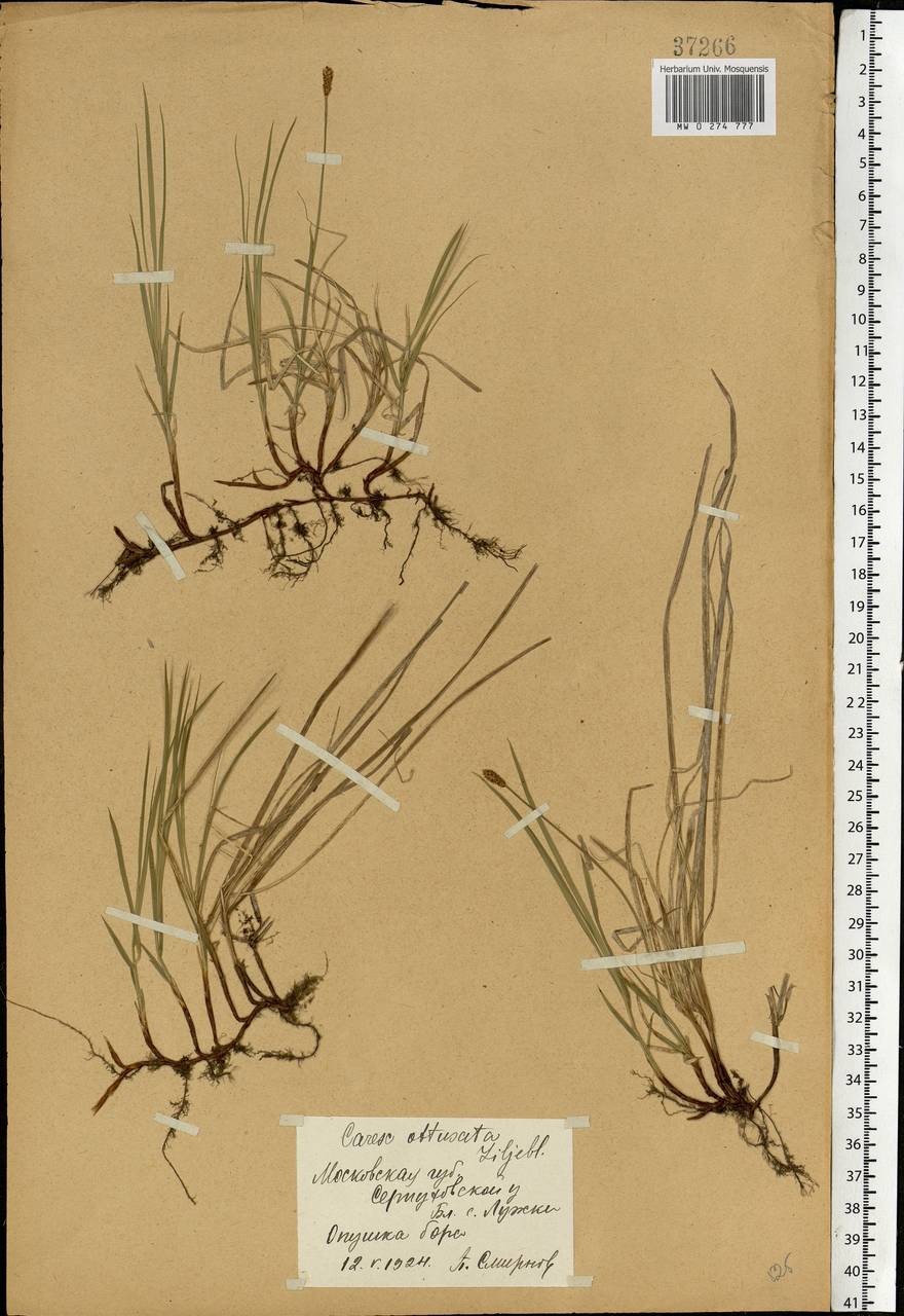 Carex obtusata Lilj., Eastern Europe, Moscow region (E4a) (Russia)