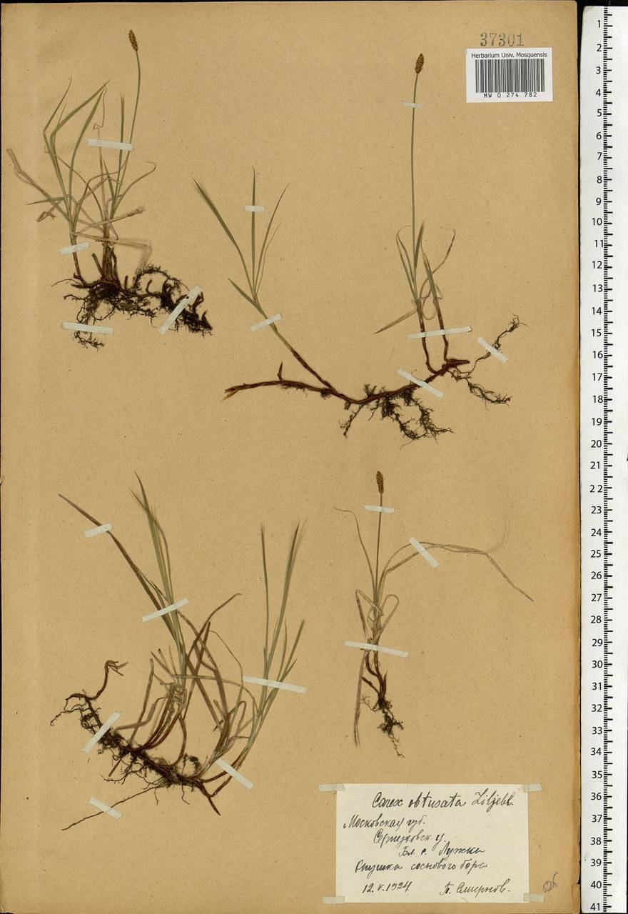 Carex obtusata Lilj., Eastern Europe, Moscow region (E4a) (Russia)