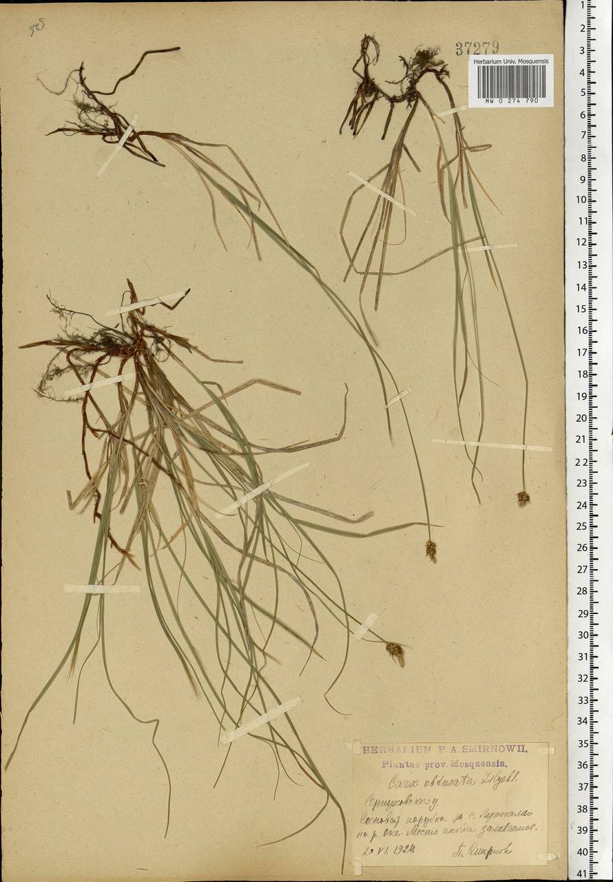 Carex obtusata Lilj., Eastern Europe, Moscow region (E4a) (Russia)
