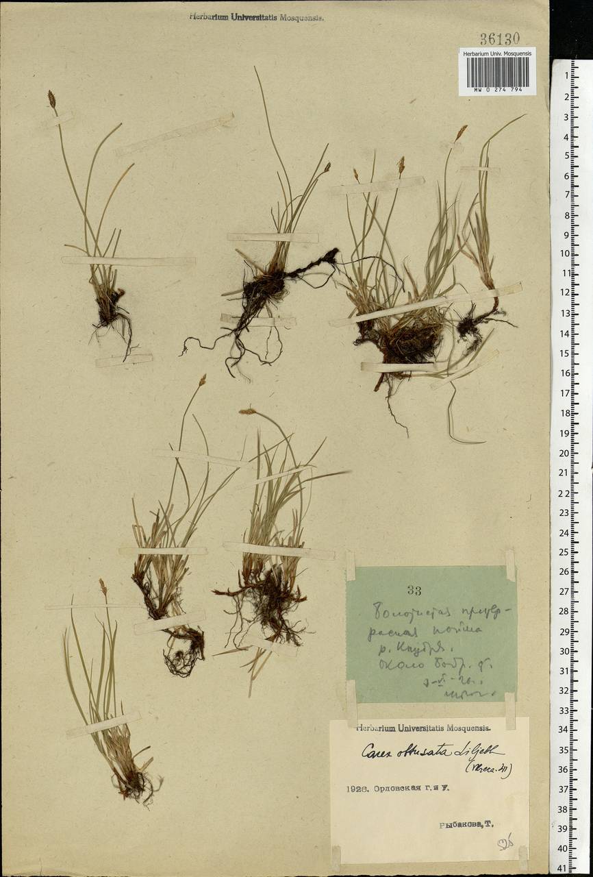 Carex obtusata Lilj., Eastern Europe, Central forest-and-steppe region (E6) (Russia)