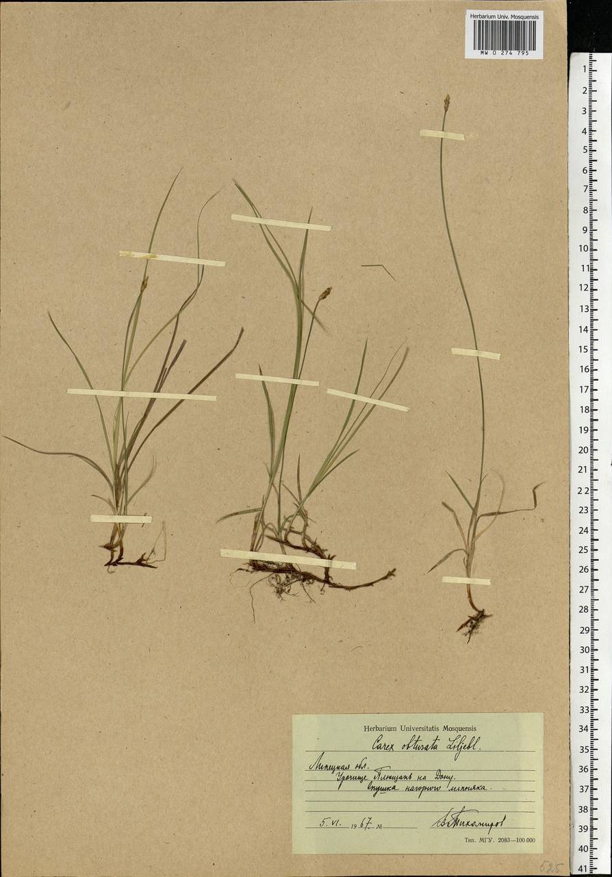 Carex obtusata Lilj., Eastern Europe, Central forest-and-steppe region (E6) (Russia)