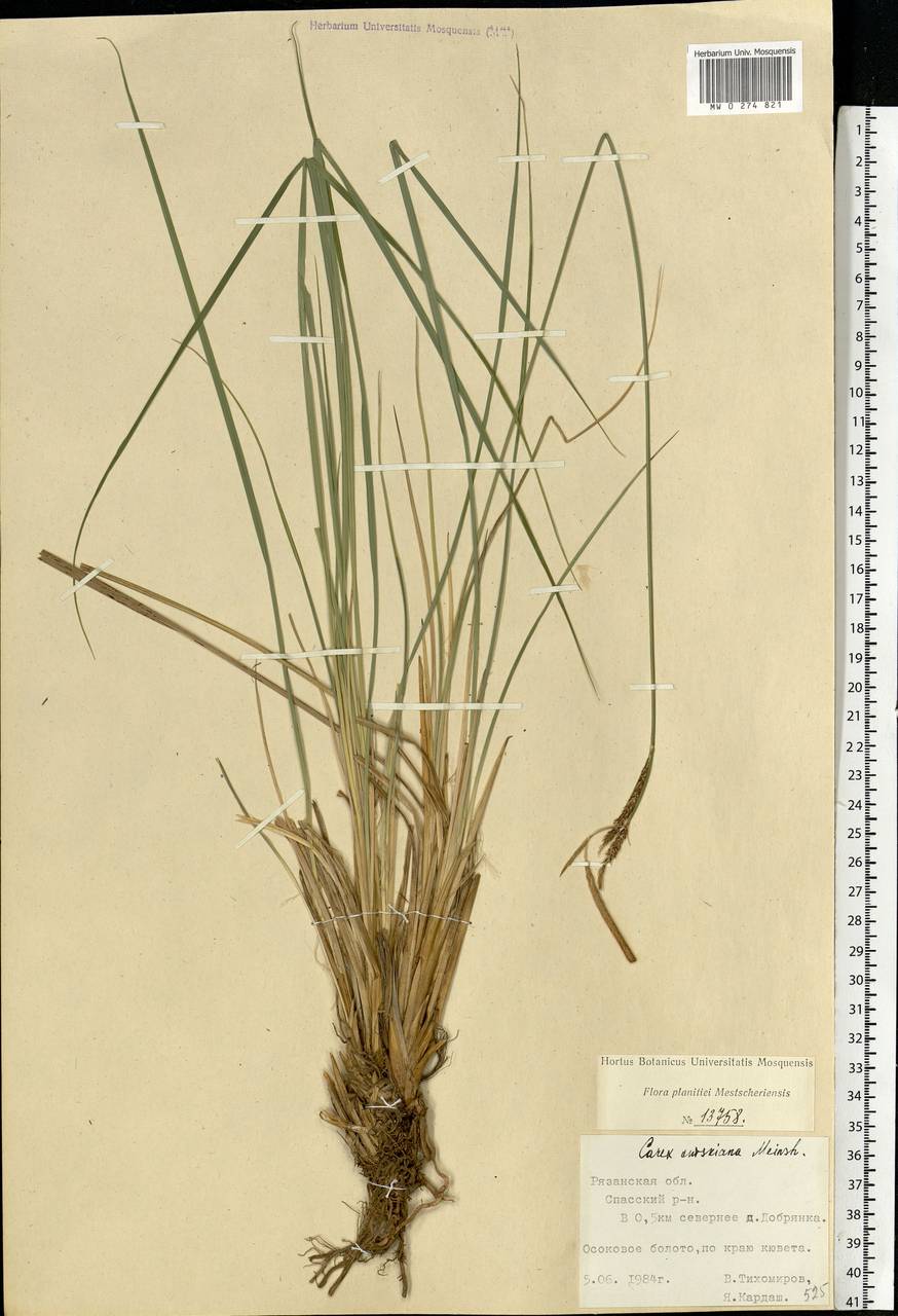 Carex elata subsp. omskiana (Meinsh.) Jalas, Eastern Europe, Central region (E4) (Russia)