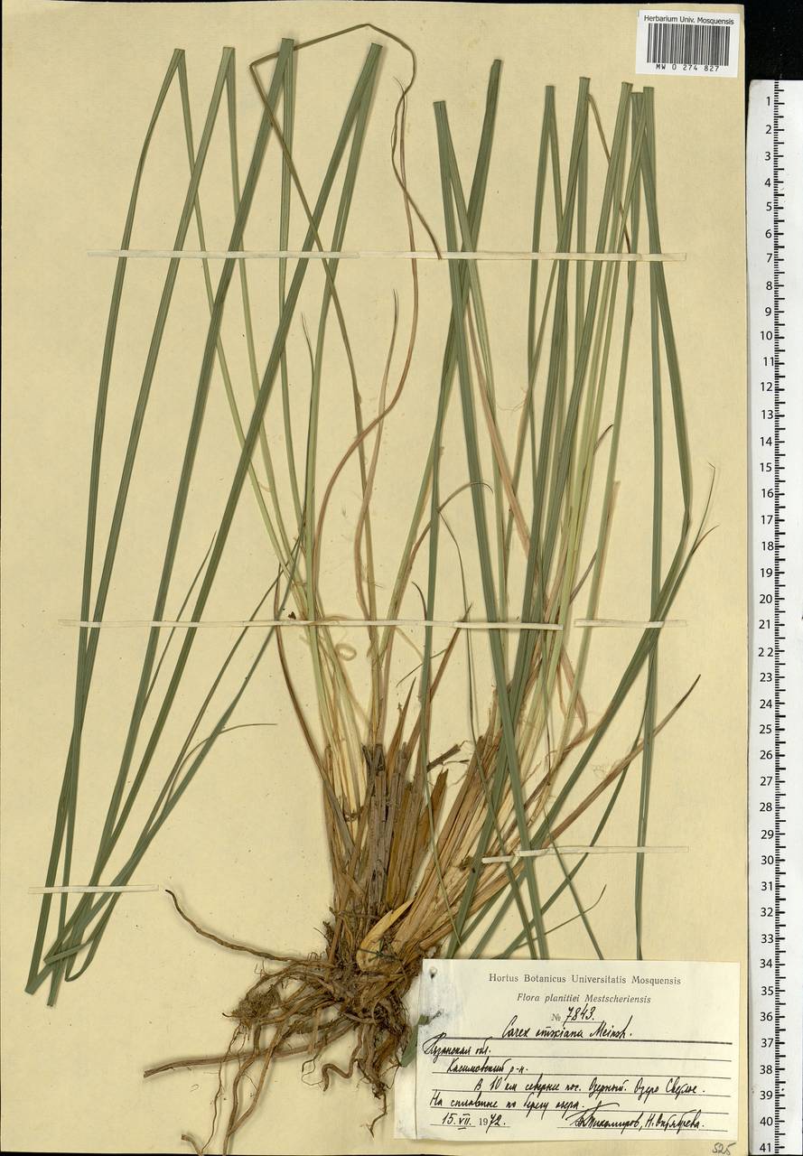 Carex elata subsp. omskiana (Meinsh.) Jalas, Eastern Europe, Central region (E4) (Russia)