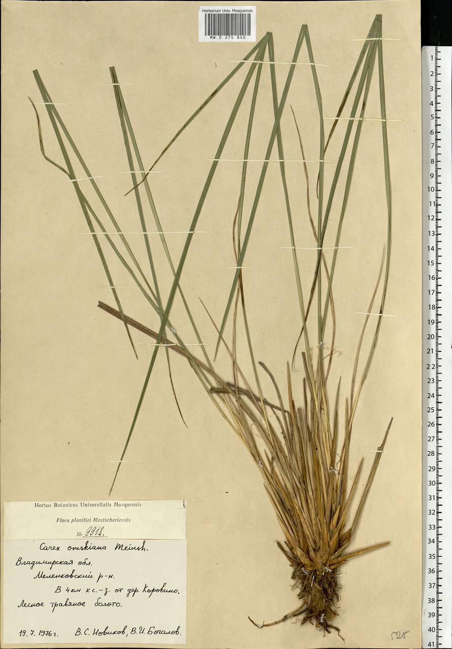 Carex elata subsp. omskiana (Meinsh.) Jalas, Eastern Europe, Central region (E4) (Russia)