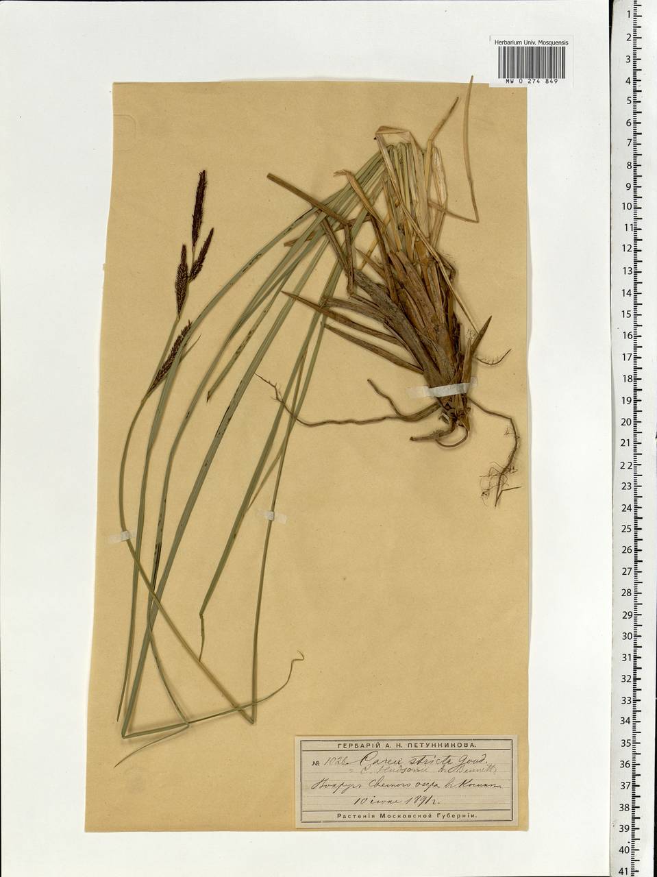 Carex elata subsp. omskiana (Meinsh.) Jalas, Eastern Europe, Moscow region (E4a) (Russia)