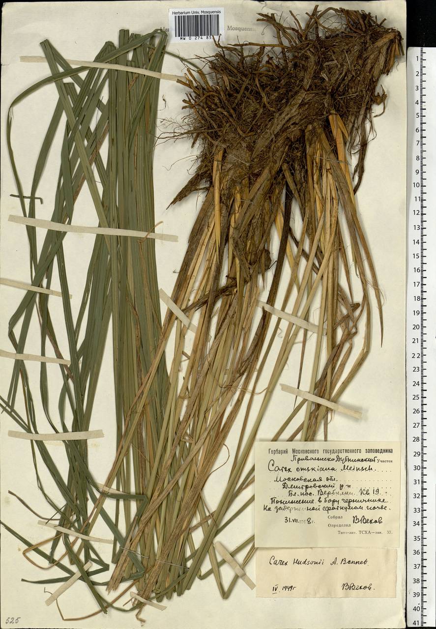 Carex elata subsp. omskiana (Meinsh.) Jalas, Eastern Europe, Moscow region (E4a) (Russia)